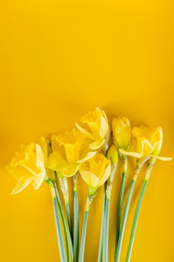 Nergis Sarı zemin üzerine