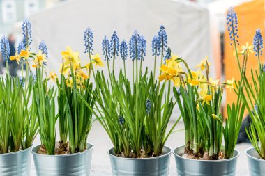 Güzel bahar çiçekleri 