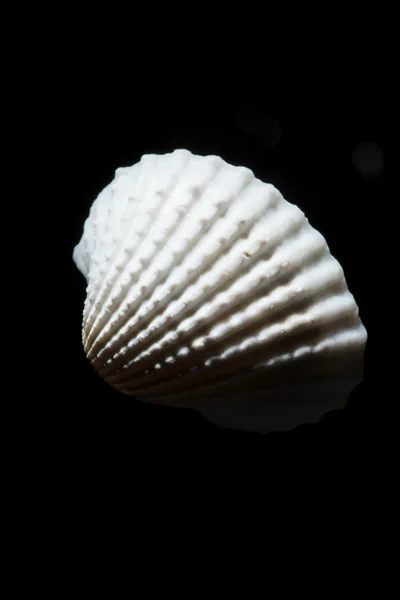 Deniz kabuğu üstünde sırt — Stok fotoğraf