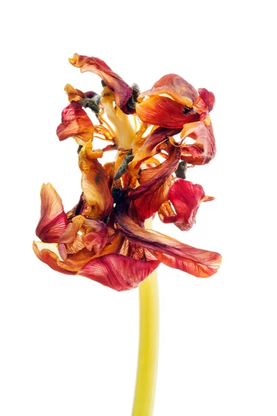 Tulipán květ na bílém pozadí — Stock fotografie