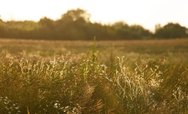 Summer green field — Stock Photo, Image