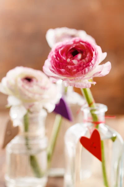Ranunculus flowers in vases — Stock Photo, Image