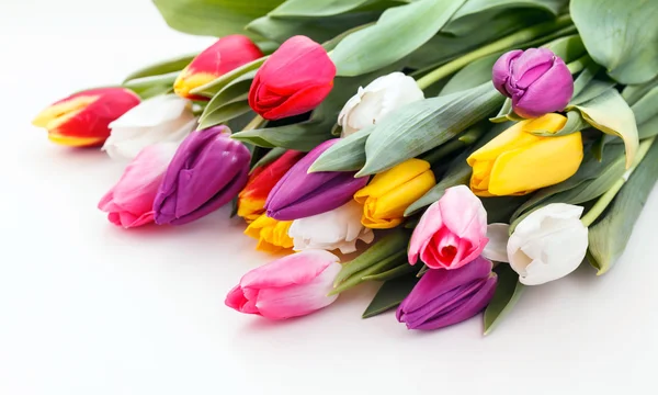 Nice tulips on white — Stock Photo, Image