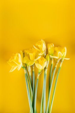 Nergis Sarı zemin üzerine