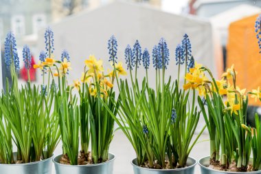 Güzel bahar çiçekleri 