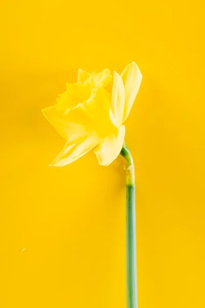 Narcissus op gele achtergrond — Stockfoto