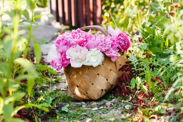 Hermosas peonías en cesta —  Fotos de Stock