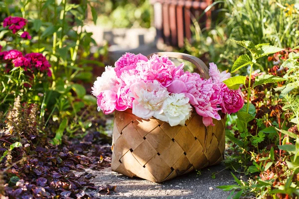 Vacker rosa pioner — Stockfoto