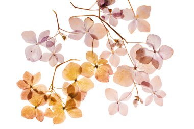 Kuru ortanca dalları