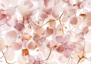 Kuru ortanca dalları