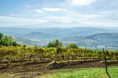 doğal sonbahar bağ 