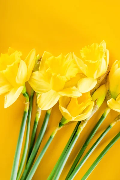 Yellow narcissus flowers — Stock Photo, Image