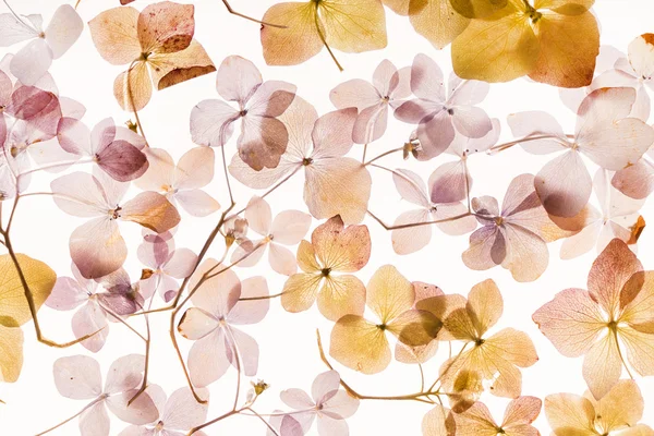 Ramas de hortensias secas — Foto de Stock