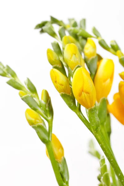 Yellow freesia flowers — Stock Photo, Image