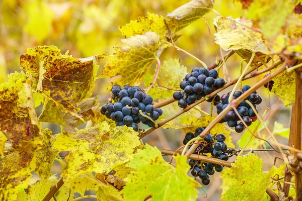 Naturalne jesień winnicy — Zdjęcie stockowe