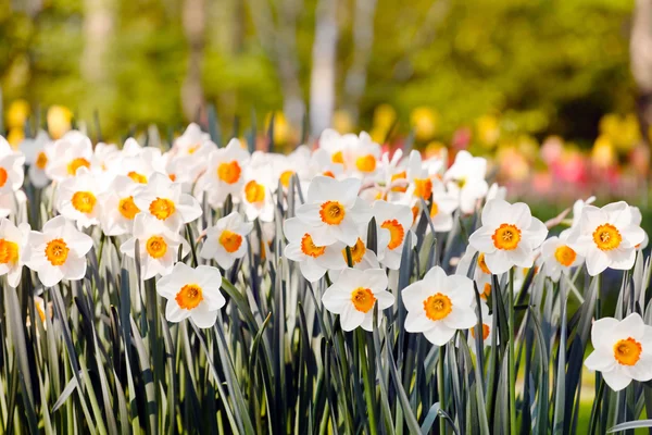 Jarní květinová zahrada — Stock fotografie