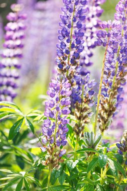 Vahşi lupines çiçek