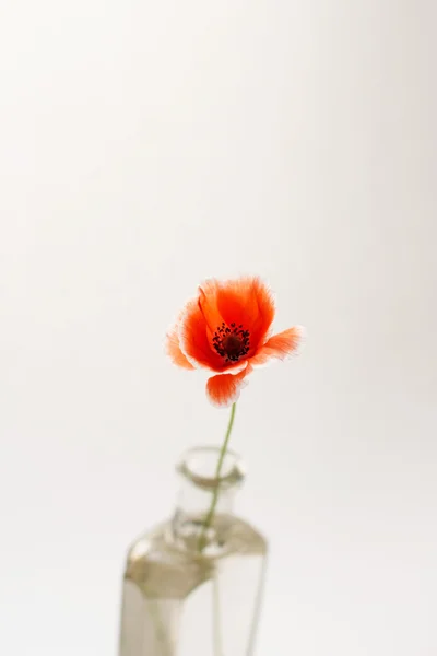 漂亮的罂粟花，插在花瓶里 — 图库照片