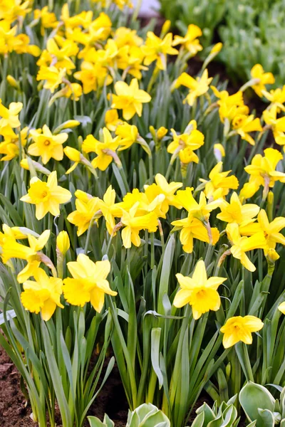 Flores amarelas de narciso — Fotografia de Stock