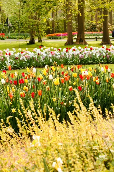 Hermoso jardín de primavera — Foto de Stock