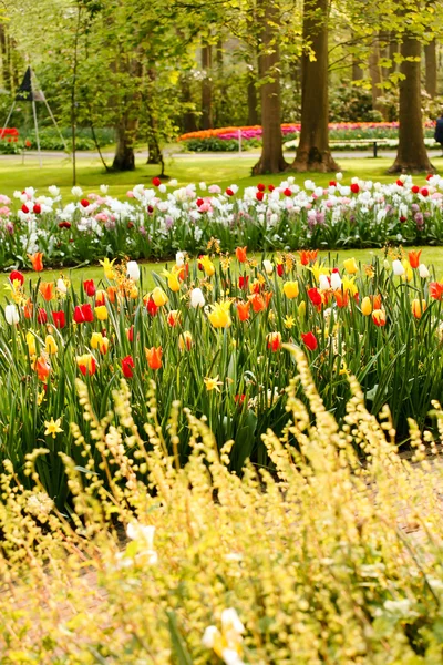 Bellissimo giardino primaverile — Foto Stock