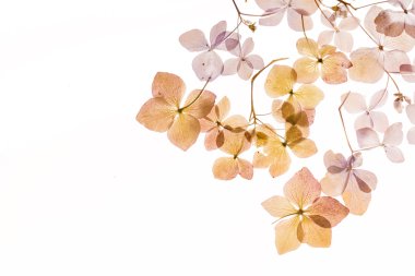 Kuru ortanca dalları