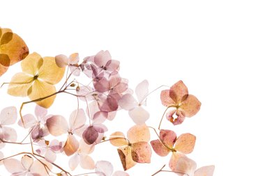 Kuru ortanca dalları