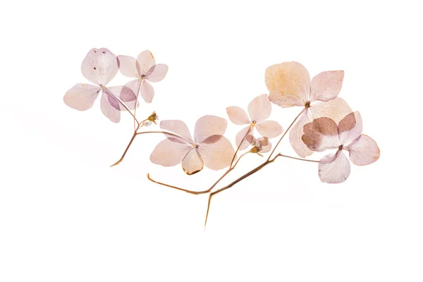 Ramas de hortensias secas — Foto de Stock