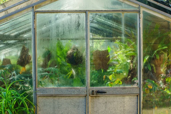 植物が付いている古い温室 — ストック写真