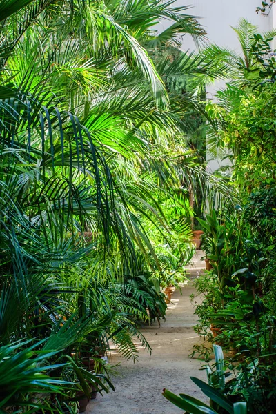 Plantas tropicais exóticas — Fotografia de Stock