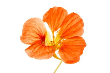 Beyaz izole nasturtium çiçek