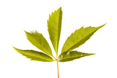 yeşil yapraklar beyaz üzerinde izole