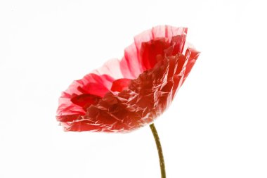 Beyaz üzerine kırmızı haşhaş