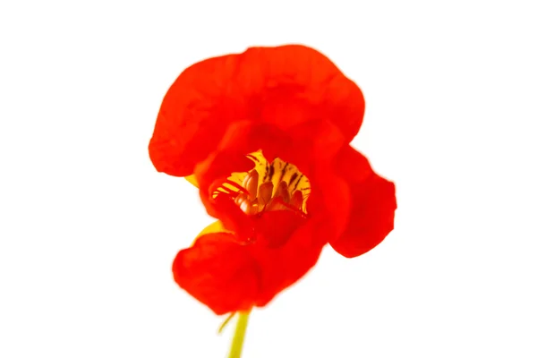 Nasturtium Fleur isolée sur blanc — Photo