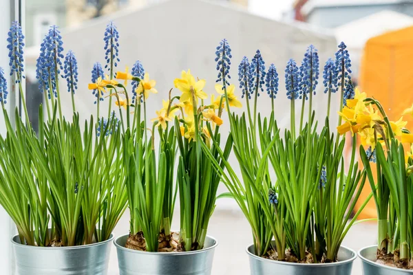 Lindas flores de primavera — Fotografia de Stock