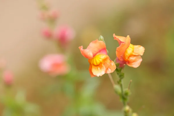 Close-up of snapdragon flowers — Stock Photo, Image