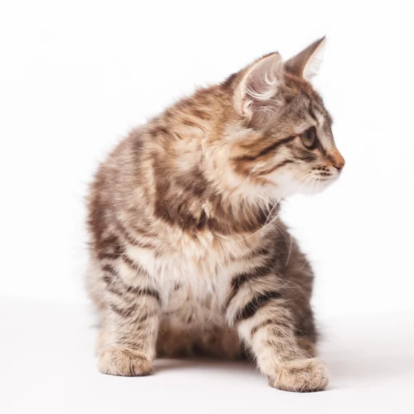 Zbliżenie: mały kotek — Zdjęcie stockowe