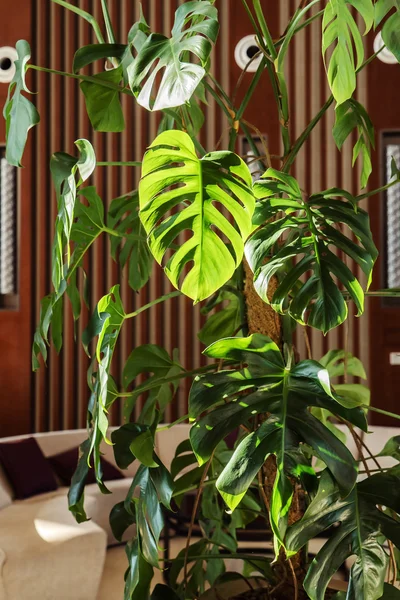 Тропические растения в зале — стоковое фото