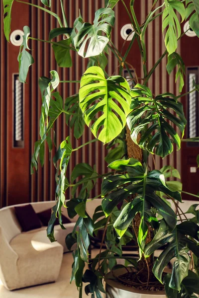 Tropical plant in hotel — Stock Photo, Image