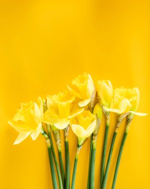 Taze sarı nergis