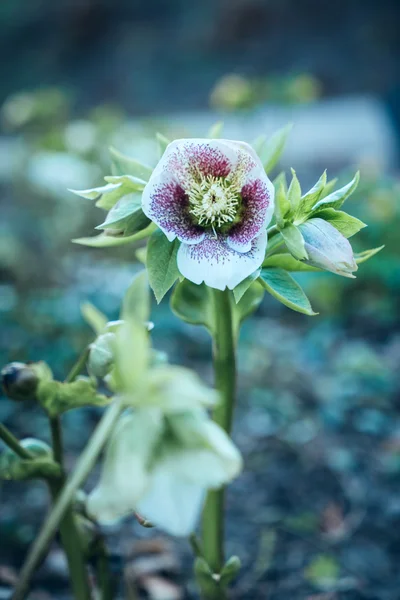 Schöne Frühlingsblumen — Stockfoto