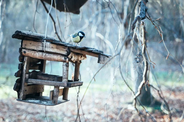 Ładny cycki na birdhouse — Zdjęcie stockowe
