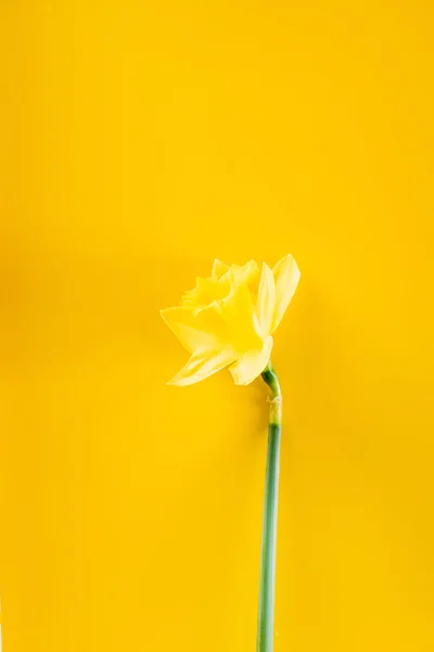 Lonely yellow narcissus — Stock Photo, Image