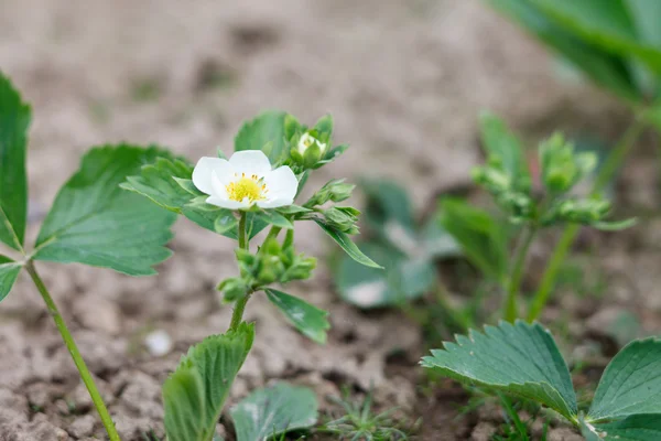 Beautiful strawberry flowers — Stock Photo, Image