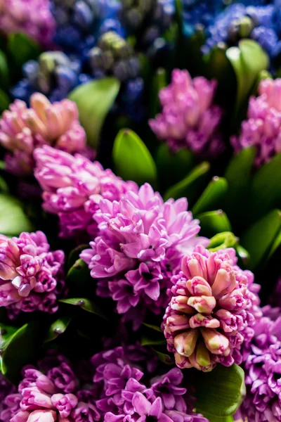 Hermosas flores de primavera —  Fotos de Stock