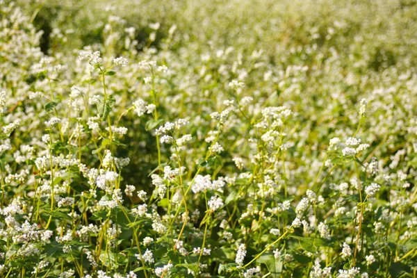 Buckwheat blooming field — Stock Photo, Image