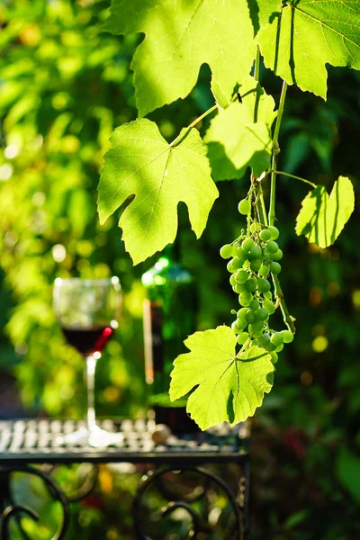 Wein mit Trauben auf Weinberg — Stockfoto