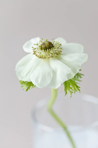 Anemonowego kwiatu na szary — Zdjęcie stockowe