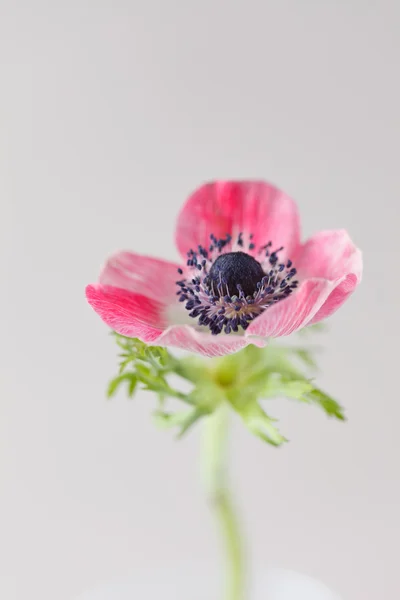 Flor de anémona sobre gris — Foto de Stock