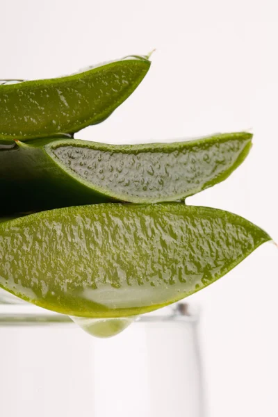 A levelek aloe kivonat — Stock Fotó